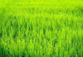 paysage de rizières à la campagne, fond vert photo