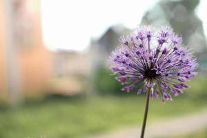 bulbe de fleur d'oignon sauvage. fleur d'allium. inflorescence d'oignon décoratif dans le jardin. plante de jardin ornementale, gros plan de grande fleur violette ronde, oignon en fleurs. photo