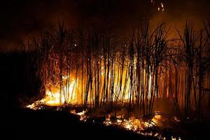 la canne à sucre est brûlée pour enlever les feuilles extérieures autour des tiges avant la récolte photo