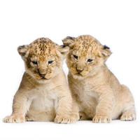 deux lionceaux