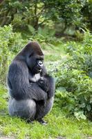 gorille occidental (gorilla gorilla) photo