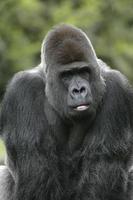 gorille des plaines occidentales, gorillaa gorillab