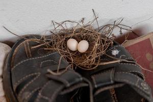 les œufs d'oiseaux nichent dans les maisons des gens et pondent des œufs. photo