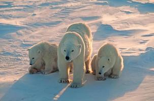 ours polaires dans l'arctique canadien