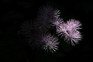 Thalictrum aquilegiifolium sur fond noir photo