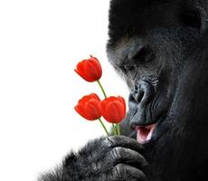 portrait animal doux d'un gorille tenant des fleurs de tulipe rouge photo