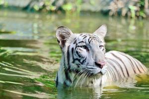 tigre du Bengale blanc