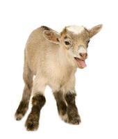 une jeune chèvre pygmée poussant sa langue