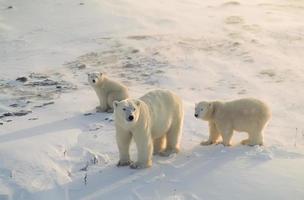 ours polaire avec ses petits photo