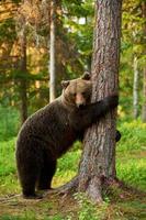 ours brun appuyé contre un arbre