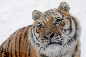 visage de tigre photo