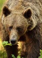 portrait de l'ours brun photo