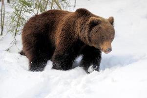 ours en hiver