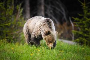 grizzli (ursus arctos horribilis) photo