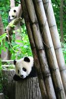 bébé panda géant photo