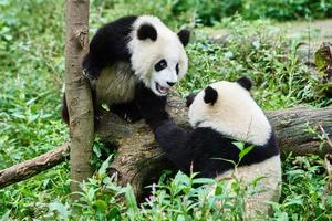 deux, ours panda, petits, jouer, sichuan, porcelaine photo