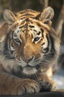 tigre de Sibérie photo