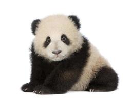 panda géant (6 mois) - ailuropoda melanoleuca
