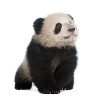 panda géant (6 mois)