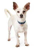 petit chien blanc à oreilles marron debout photo