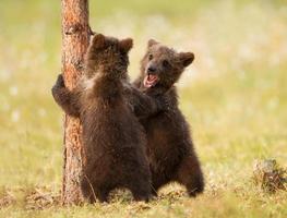 deux oursons bruns photo