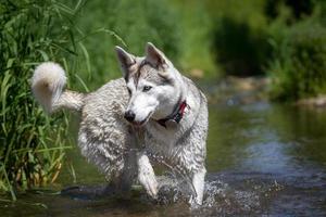husky jouant dans l'eau
