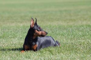 Portrait de chien pinscher miniature de race pure photo