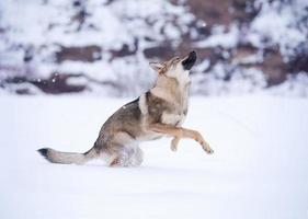 beau loup gris sauvage en hiver photo