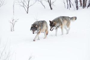 deux loups marchant dans la neige photo