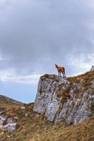 chamois au sommet d'un rocher photo