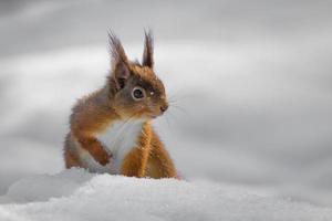 écureuil roux dans la neige photo