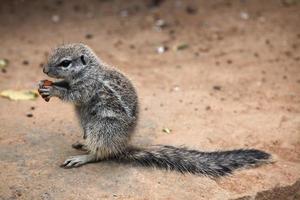 Écureuil terrestre du Cap (xerus inauris). photo