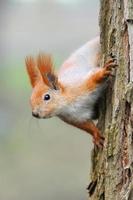 écureuil roux photo