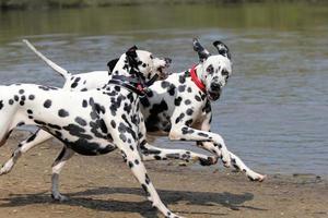 deux dalmatiens courir au bord de l'eau photo