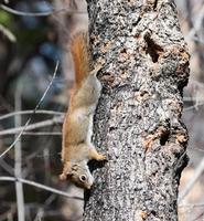 écureuil roux fuite de sève au printemps photo