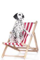 mignon chiot dalmatien assis sur une chaise de plage photo