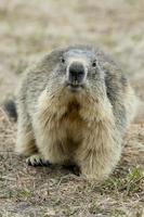 portrait de marmotte