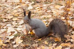 écureuil gris photo