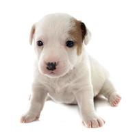 chiot jack russel terrier photo