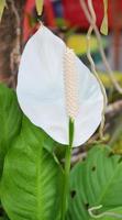 fleur de flamant blanc photo