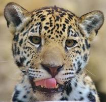 visage de bébé jaguar