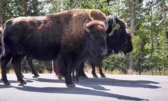 bisons dans le parc national yelloustone