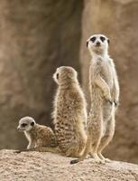 famille suricate photo