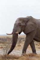 gros éléphants d'Afrique sur le parc national d'Etosha photo