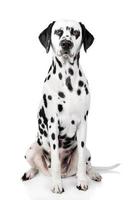 portrait de chien dalmatien photo