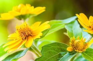 gros plan sur melampodium divaricatum, marguerite au beurre ou petite étoile jaune, fleur photo