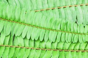 texture de feuilles de fougère verte pour une utilisation en arrière-plan. la photo est focalisée sur la partie centrale.