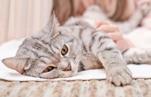 chat tigré se reposant sur un lit pendant qu'une femme la caressait avec amour. animal de compagnie heureux à l'intérieur. jeune chat gris aux yeux orange. Chaton de race pure écossais. photo