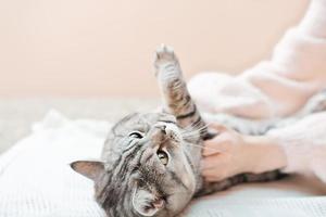 femme jouant avec son chat tigré sur un canapé. joyeux chat gris ludique et mains du propriétaire. soins et amour, concept de convivialité. photo