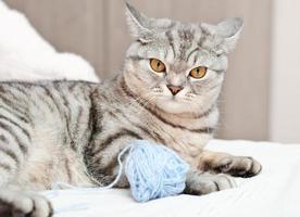 chat tigré en colère allongé sur un lit à côté d'une pelote de laine. chaton gris grincheux. photo